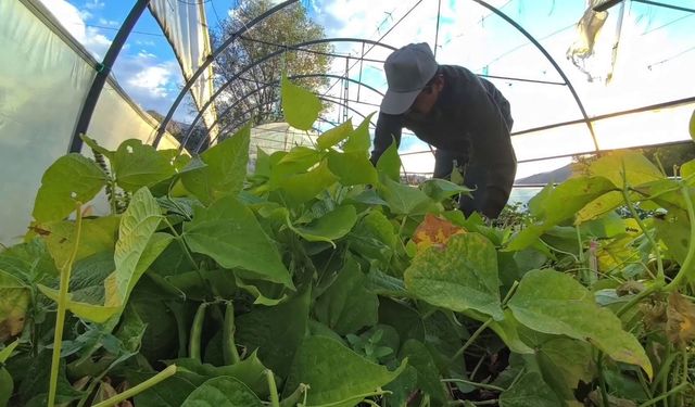 Ünlü şeflerin vazgeçilmez lezzeti: İspir Fasulyesi dünyayı fethediyor