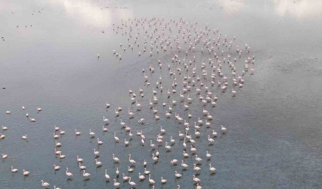 Urmiye Gölü kuruyunca flamingolar Van’a akın etti