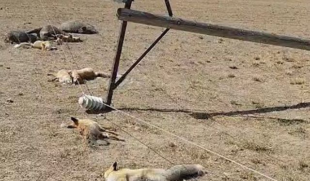 Van’da korkunç manzara: Düşen enerji hattı yaban hayvanlarını öldürdü