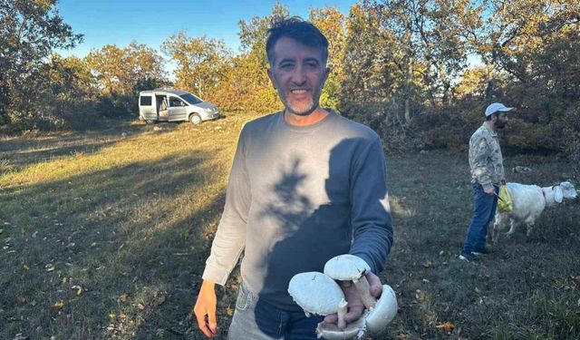 Yağışlar sonrası ormanlarda mantar patlaması yaşandı