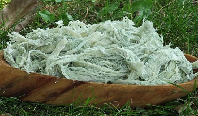 Yayladan sofraya doğal antibiyotik: Erzurum’un göğermiş peyniri