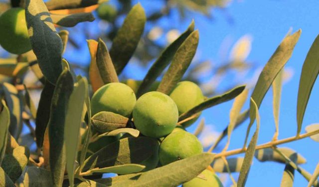 Zeytin alırken nelere dikkat etmeli; Oleolog Kıvrak açıkladı