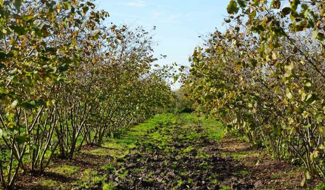 Zirai don, Samsun’u fındık üretiminde zirveye taşıdı