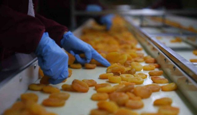 Zirai donun vurduğu coğrafi işaretli Malatya kayısısında hedef 300 milyon dolar gelir