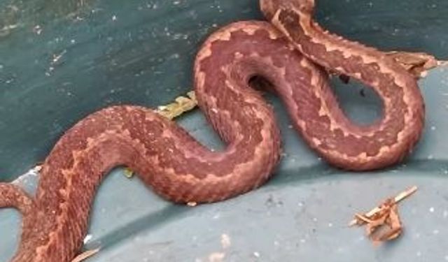 Doğu Karadeniz’de ayılardan sonra yılanlar da kış uykusuna yatmadı