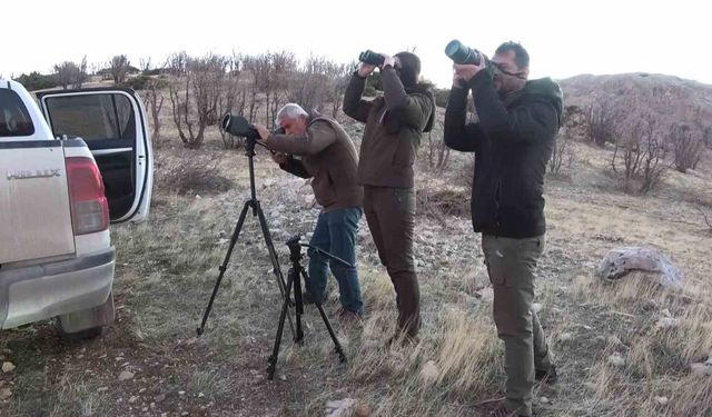 Adıyaman'da yaban keçileri tek tek sayılıyor
