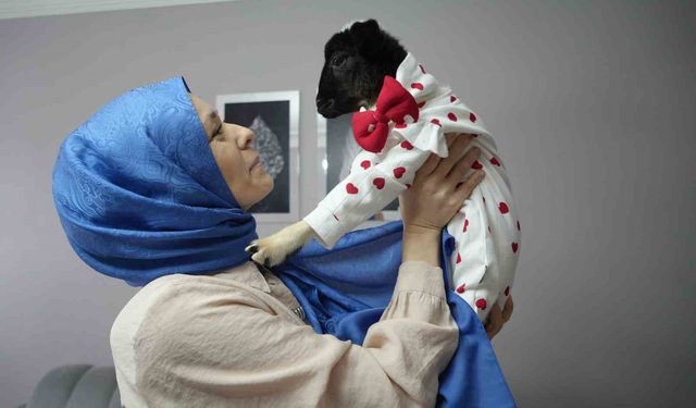 Annesi ölen kuzuya evinde bebek gibi bakıyor