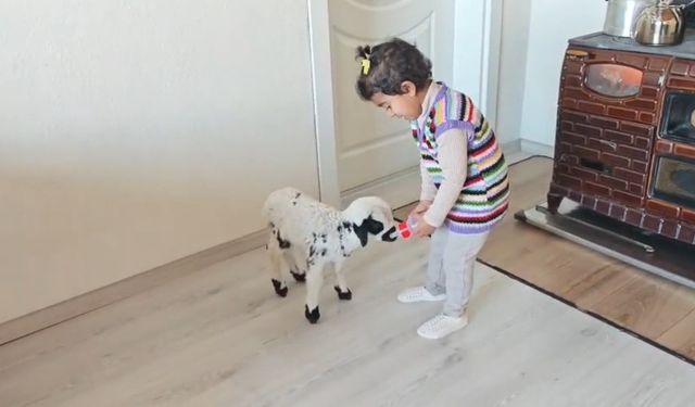 Annesinin reddettiği kuzuya 3 yaşındaki Ezo'nun şefkati yürekleri ısıttı