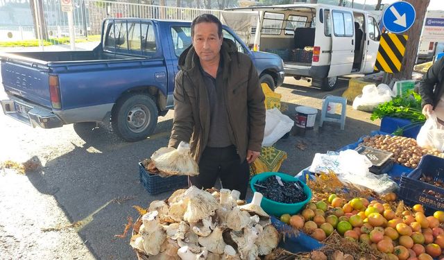 Aydın’daki dev mantarlar pazarda ilgi odağı oldu