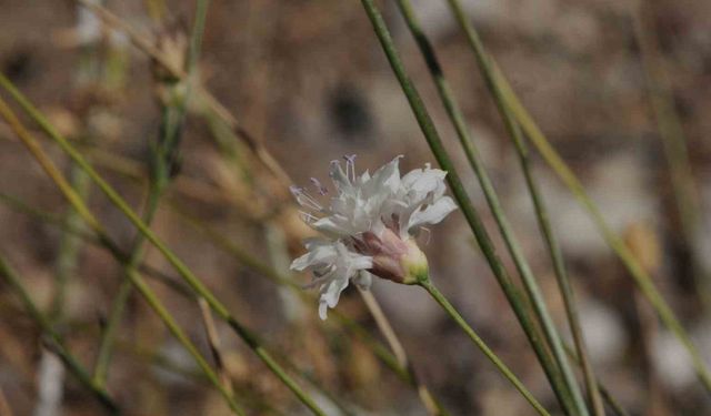 "Çameli pelemiri" bitki literatürüne kazandırıldı