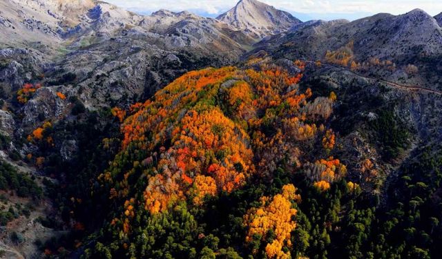 Çameli’nin titrek kavak ormanları bulutların arasında görsel şölen sunuyor