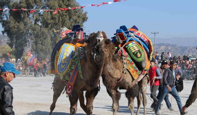Deve güreşlerinin geleceğini aşılama oranı belirleyecek