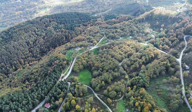 Düzce ormanlarında "renk cümbüşü" yaşanıyor