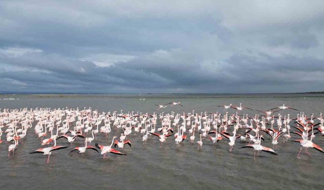 Enez Gala Gölü flamingolara ev sahipliği yapıyor
