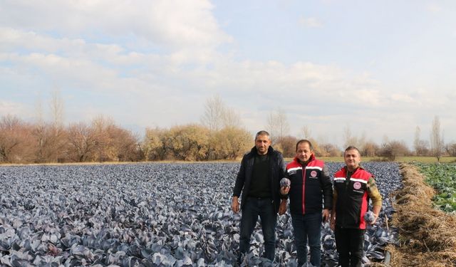 Erzincan’da kış ortasında sebze hasadı