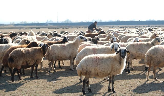 Erzincan'da sürüler merada