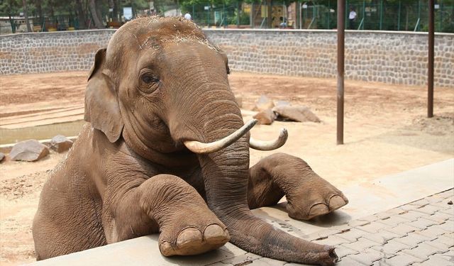 Fatma Şahin’den CHP’li Başarır’a yalanlama