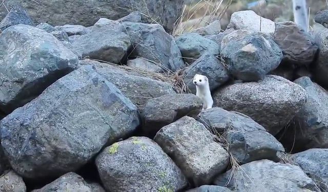 Gelincik rengiyle mevsime ayak uydurdu