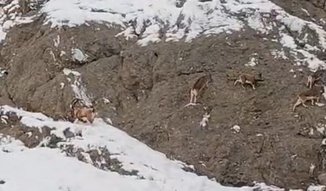 Güzeldere’nin karla kaplı yamaçlarda dağ keçileri görüntülendi