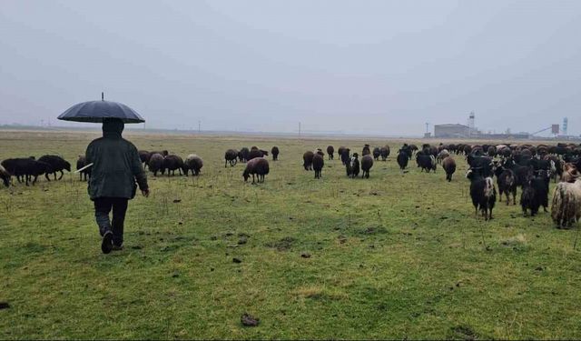 Hasköy’de sıcaklığın mevsim normalleri üzerinde olması besicileri sevindirdi
