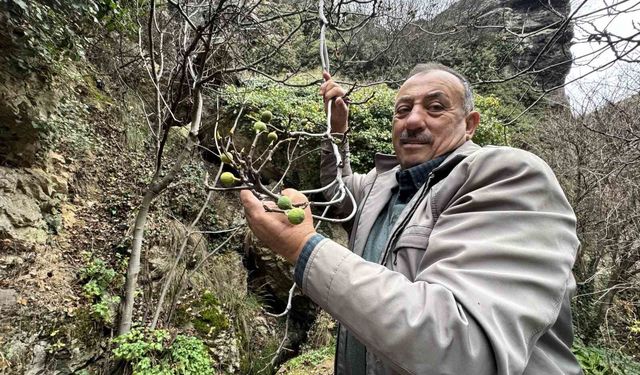 İncir ağacı Aralık ayında yeniden meyve verdi