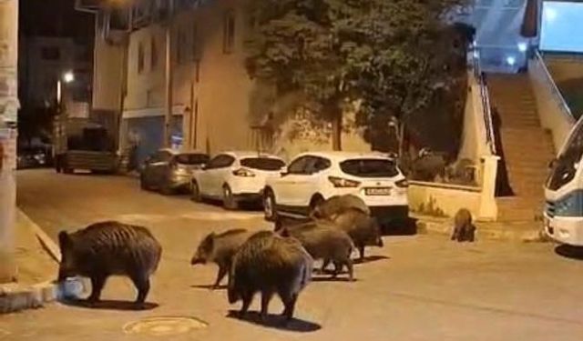 İzmir, sokaklarında domuz sürüleri ile doğal yaşam parkına döndü