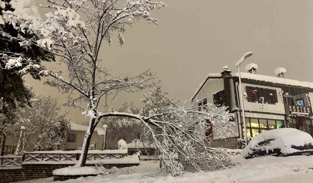 Karabük'te kar ağırlığına dayanamayan çok sayıda ağacın dalların kırıldı