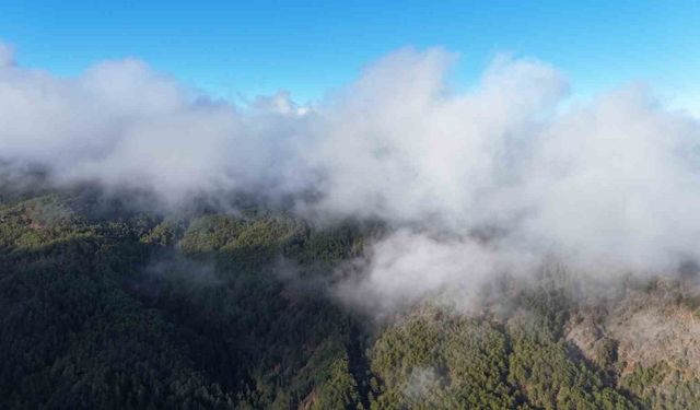 Kastamonu’da sis bulutları ve ormanların buluşması mest etti