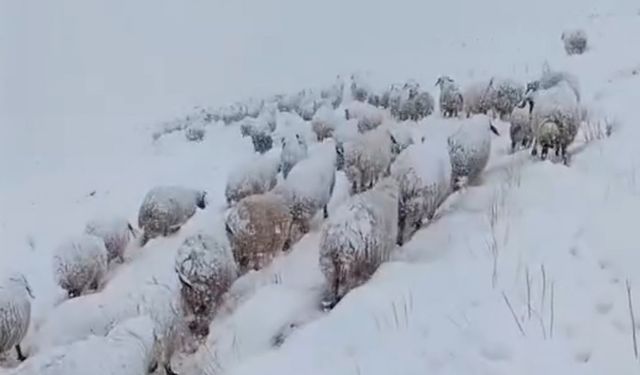 Koyun sürüsünün kar altında zorlu yolculuğu