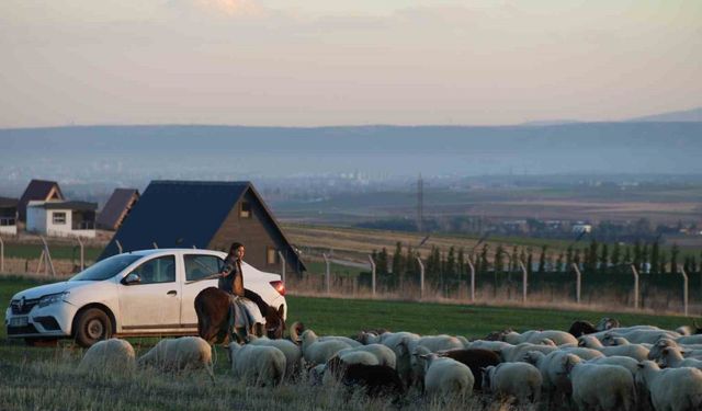Küçük kız baba mesleği çobanlığı devam ettiriyor: Eşeğinin üzerinde koyunlarını güdüyor