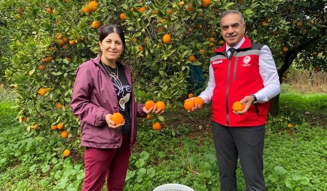 Kuyucak’ta portakal hasadı yapıldı, üreticilere belgeleri teslim edildi