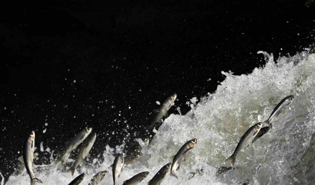 Prof. Dr. Alaeddinoğlu: "İnci kefalinin nesli ciddi tehdit altında"