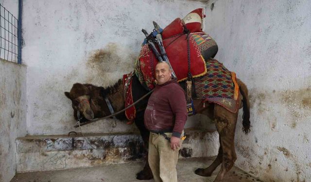 Şap karantinası nedeniyle iptal edilen deve güreşleri sektörde sıkıntıya neden oldu