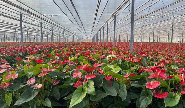 Seralarda modern üretim: Tonlarca salatalık ve süs bitkisi üretimi