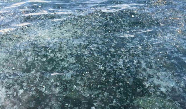 Hayrete düşüren görüntü: Binlercesi kıyıya vurdu