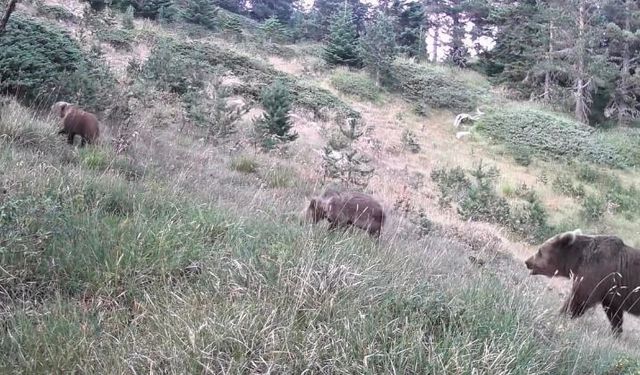 Uzmanlar kış uykusuna yatmaya hazırlanan ayılar konusunda uyardı