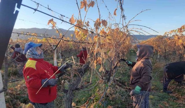 Üzüm bağlarında kadın istihdamı artıyor