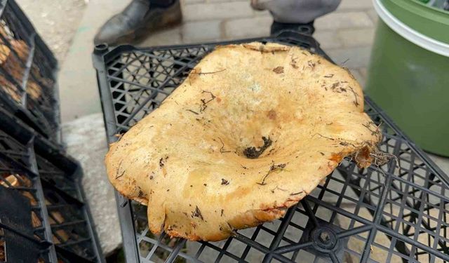 Yağmur yağdı, fiyatı 300 liradan 100 liraya düştü