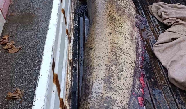 Yakalanan 65 kiloluk dev balık, görenleri şaşkına çevirdi