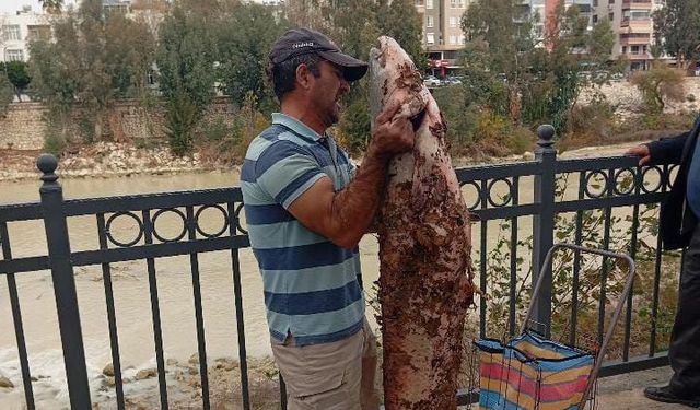 Boyu kadar yayın balığını eliyle yakaladı