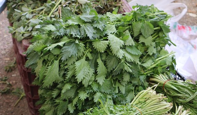 Her derde deva olan bitkinin kilosu pazarda 20 TL