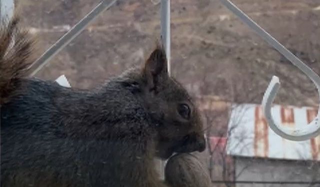 Aç kalan sincaplar pencerelere misafir oluyor