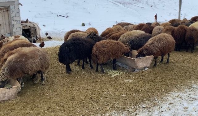 Ağrı'da besicilerin zorlu kış mesaisi