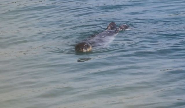 Akdeniz Fokları Bozyazı kıyılarında koruma altında
