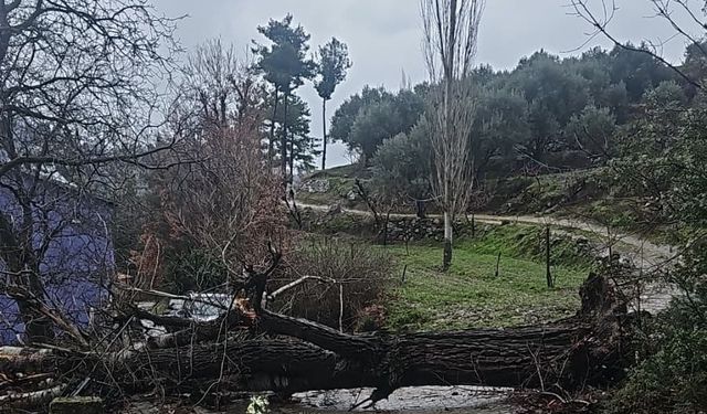 Asırlık kavak ağacı fırtınaya dayanamadı