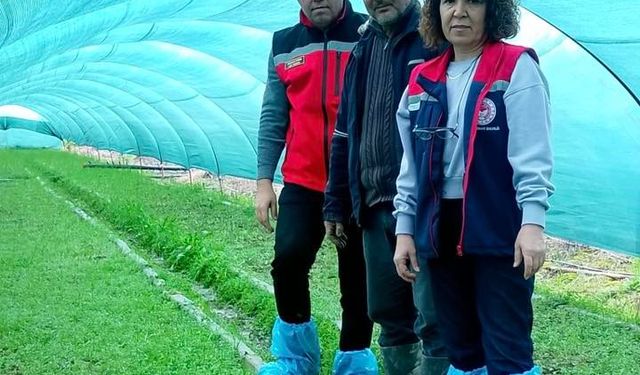 Aydın'da salep orkidesi üretimi büyüyor