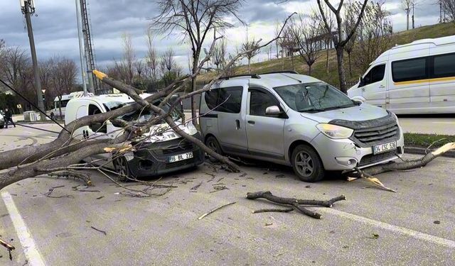 Bursa'da seyir halindeki araçların üzerine ağaç devrildi