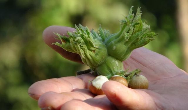 Düzce'de fındık ihraç rakamları geçen yılın gerisinde kaldı