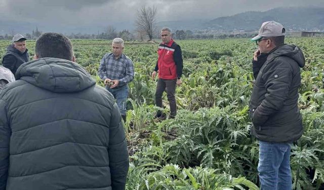 Enginar tarlaları incelendi, üreticiler, TARSİM hakkında bilgilendirildi