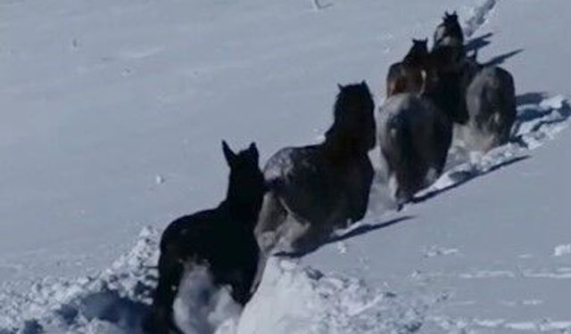 Karda mahsur kalan at ve katırlar güvenlik korucuları tarafından kurtarıldı